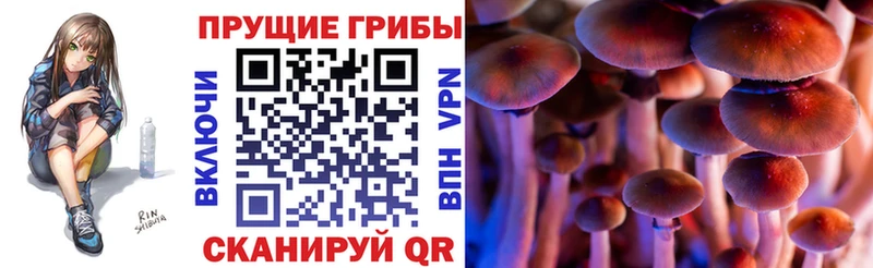 Купить Боровск Псилоцибиновые грибы MAGIC MUSHROOMS